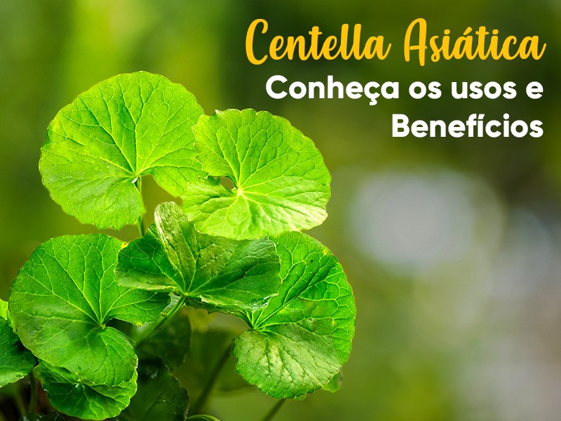 Para que serve Centella Asitica? Conhea os usos e benefcios dessa planta!